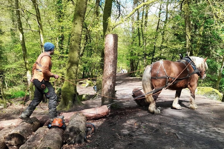 Dartmoor Horse Loggers. Picture by Tom Shiner-McGinley.