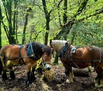 Festival celebrating Dartmoor on the horizon