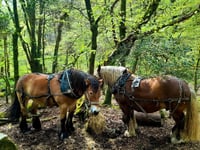 Festival celebrating Dartmoor on the horizon
