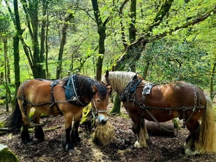 Festival celebrating Dartmoor on the horizon