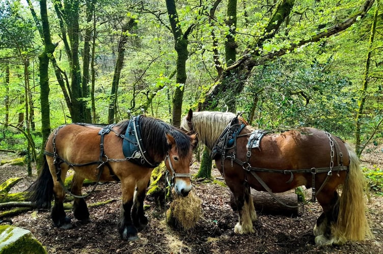 Dartmoor Horse Loggers. Picture by Tom Shiner-McGinley.