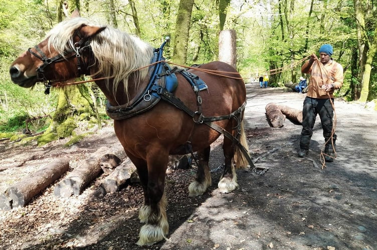 Dartmoor Horse Loggers. Picture by Tom Shiner-McGinley.