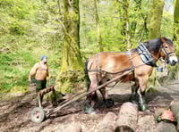 Gentle horsepower cares for woodland