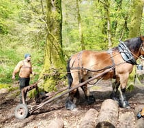 Gentle horsepower cares for woodland