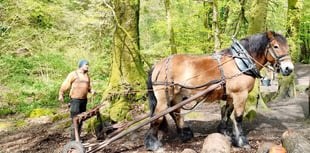 Gentle horsepower cares for woodland