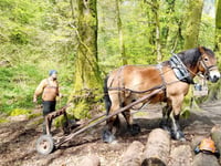 Gentle horsepower cares for woodland