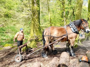 Gentle horsepower cares for woodland