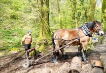Horsepower cares for Dartmoor woodland