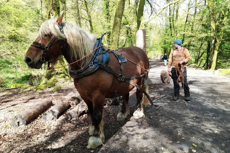 Dartmoor Horse Loggers. Picture by Tom Shiner-McGinley.