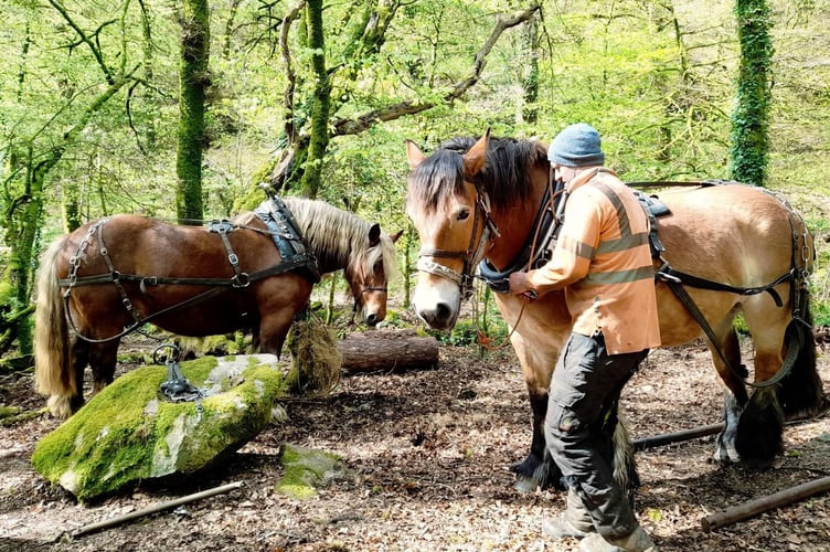 Dartmoor Horse Loggers. Picture by Tom Shiner-McGinley.