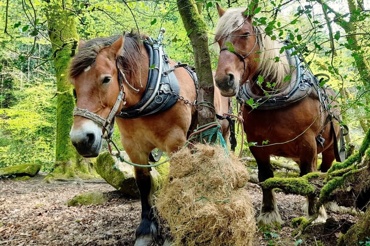 Dartmoor Horse Loggers. Picture by Tom Shiner-McGinley.