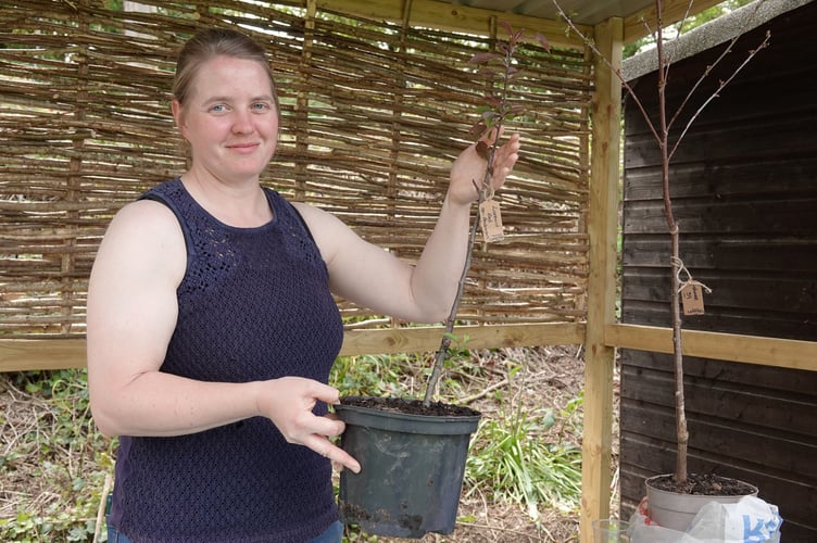 Bere Ferrers Orchard with Beth Gay demonstrating apple tree propagation by grafting. Picture by Ann Parsons.