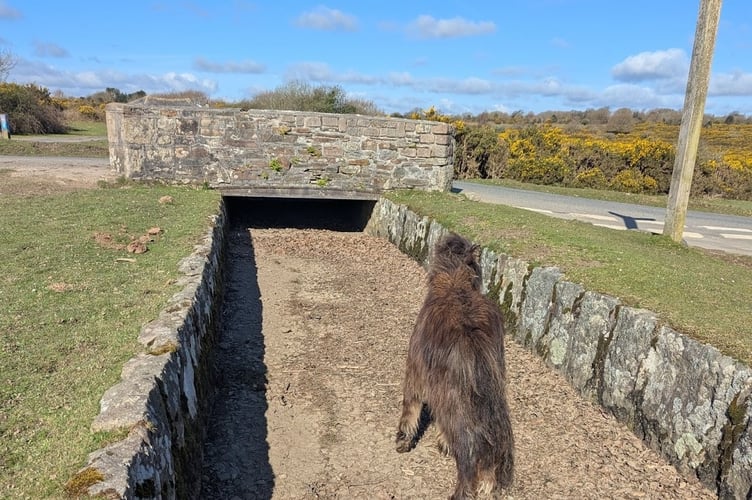 The foal had got stuck in the dry leat near Clearbrook on Dartmoor, her mum looking on.