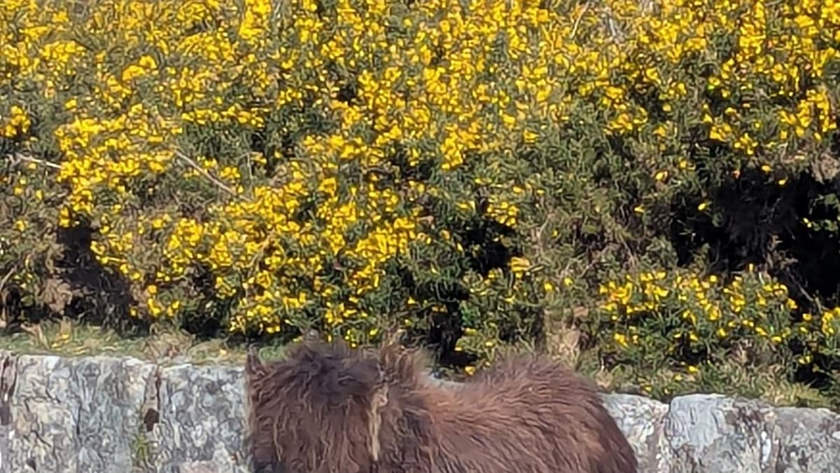 Dartmoor-Pony aus Moorwassergraben gerettet