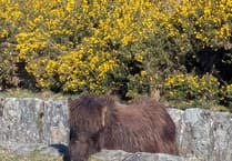 Dartmoor pony rescued from moorland leat