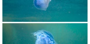 Blue Jellyfish spotted on south Devon coast