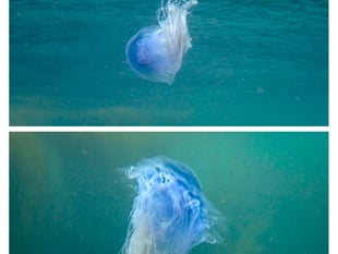 Blue Jellyfish spotted on south Devon coast