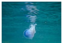 Blue Jellyfish spotted on south Devon coast