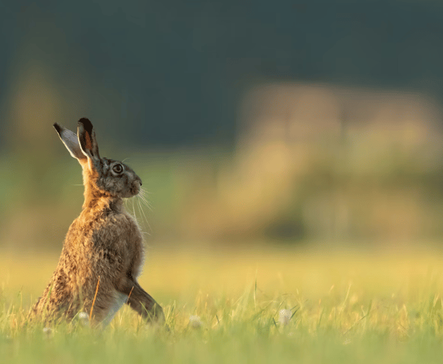 Number of hare coursing incidents last year revealed 