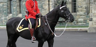 Horse-loving 'Mounties' needed to fight crime