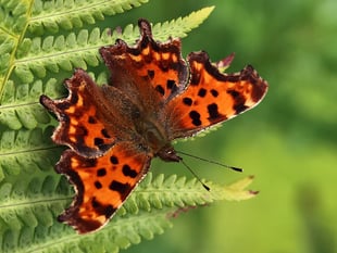 Charity spreads some butterfly love with competition 