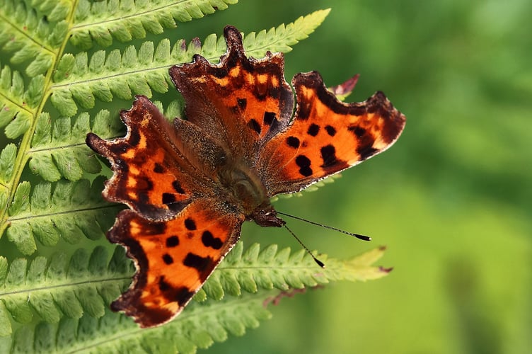 Butterfly Conservation is urging everyone to vote for their favourite butterfly Comma to crown the UK's top species. Pictured is a Comma by Iain Cowe (Butterfly Conservation).