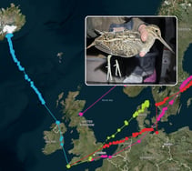 Cornish snipe migration study tracks 1,500-mile journey