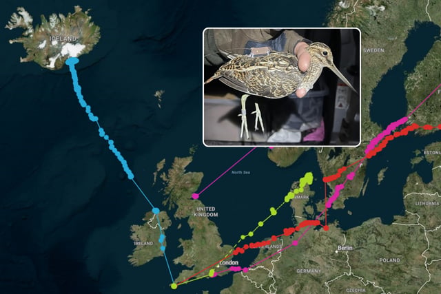 Cornish snipe migration study tracks 1,500-mile journey