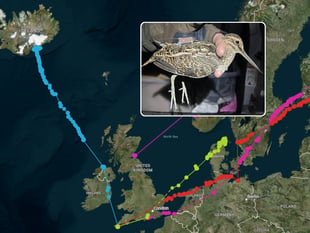 Cornish snipe migration study tracks 1,500-mile journey