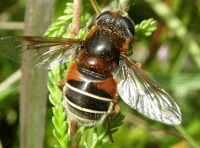 Bug charity receives funding to protect Dartmoor invertebrates