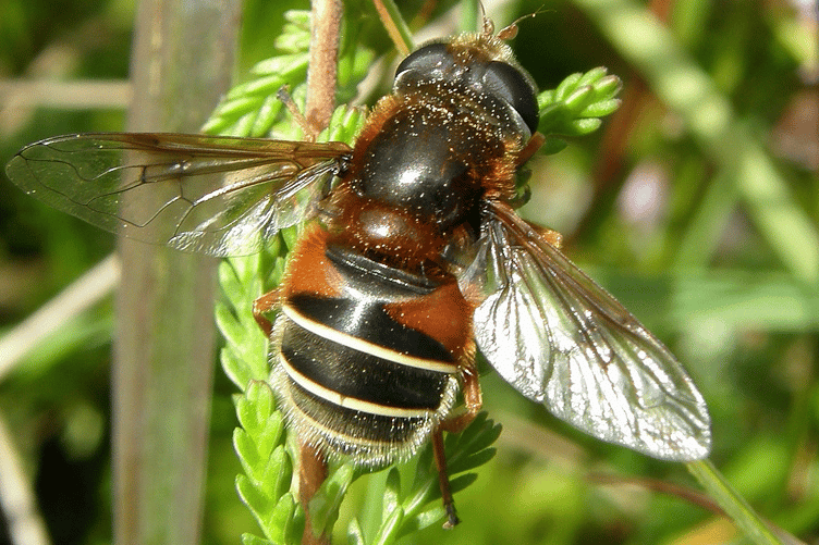 Bog Hoverfly