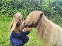 Appeal after dog chase injures pony