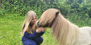 Appeal after dog chase injures pony