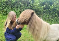 Appeal after dog chase injures pony in Collytown