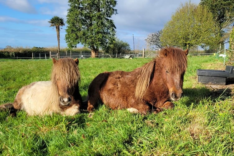 Two miniature Shetland Ponies at Collytown, Bere Alston, were chased by a dog, one of which was injured when it hit a gate post.