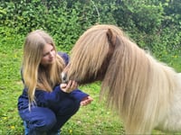 Police appeal to dog owner after pony injured