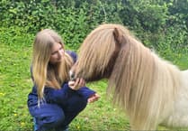 Police appeal to dog owner after Bere Alston pony injured