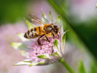 Be kind to bees, says RSPCA