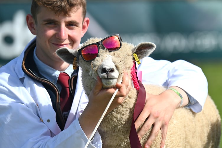 Shades for sheep.  Ryeland ewe lamb  Coast Georgina borrows her handler Aydon Prowse’s sunglasses during the Livestock Grand Parade at the Devon County Show.
