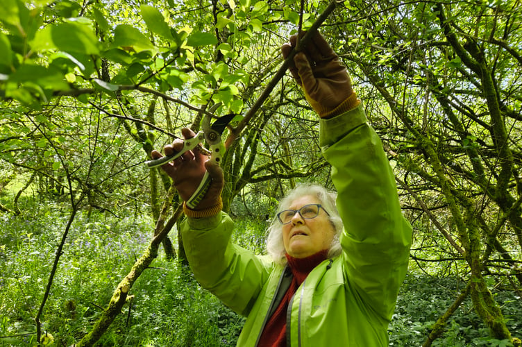 Volunteer rail campaigners keeping the future bright for a Tavistock link by clearing a former route path.