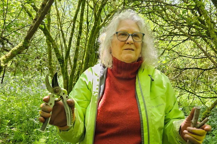 A Tavistock Rail campaigner keeping the former track bed clear for walkers and a proposed reinstated Tavistock train link.