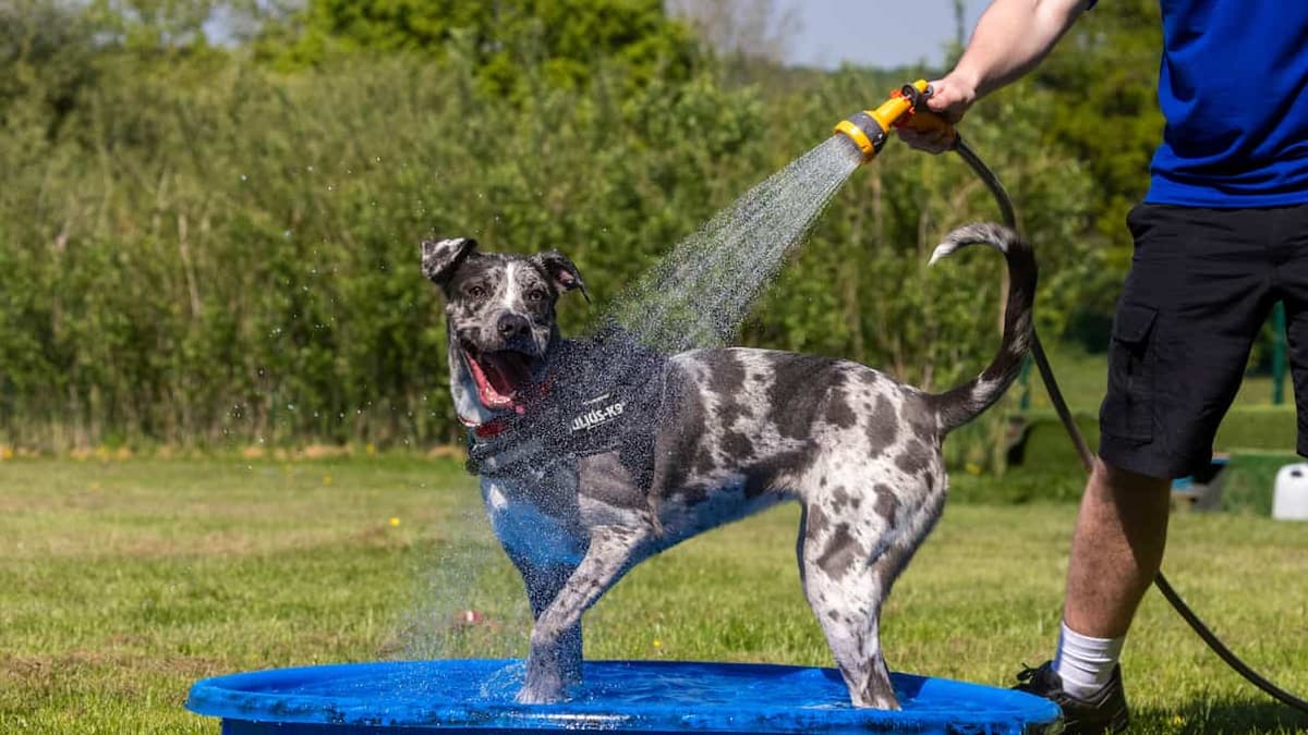 West Devon pets owners advised on heatwave safety