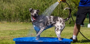 How to keep pets safe during heatwave