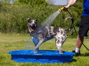 How to keep pets safe during heatwave