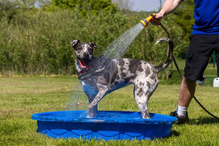The RSPCA is offering advice on keeping your beloved pet cool during the heatwave. Picture courtesy of the RSPCA.