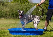 West Devon pets owners advised on heatwave safety