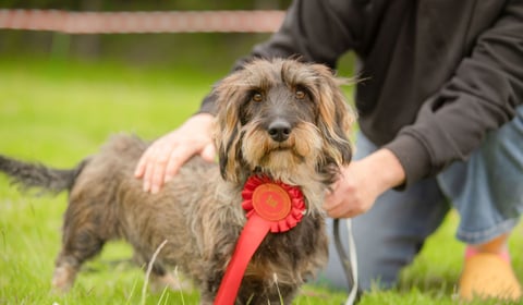 Paws at the ready as popular dog show returns!