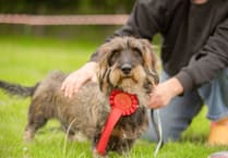 Paws at the ready as popular dog show returns!