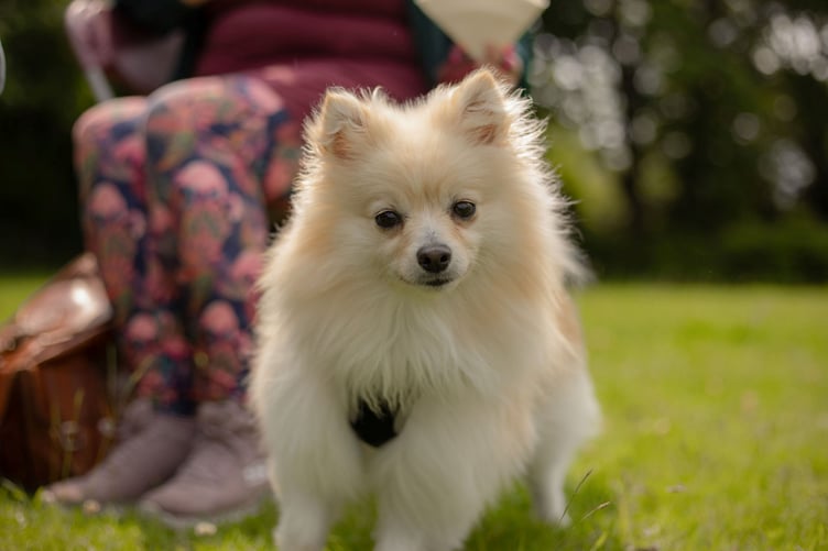 Margaret Green Animal Rescue