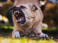 More than 350 suspected banned dogs seized by police